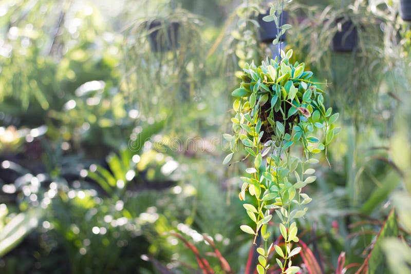 Green Creeper Plant stock image. Image of hang, pattern 59888375