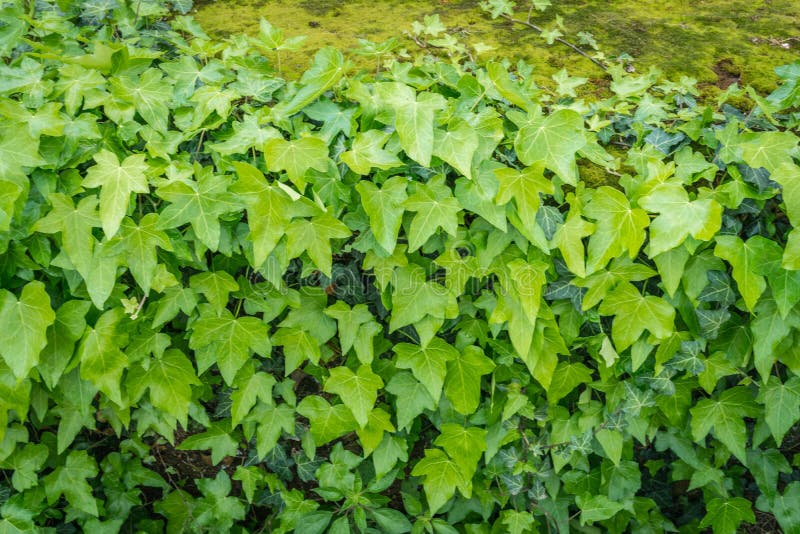 Green Creeper Plant Ivy Covered on Wall As Texture or Background Stock