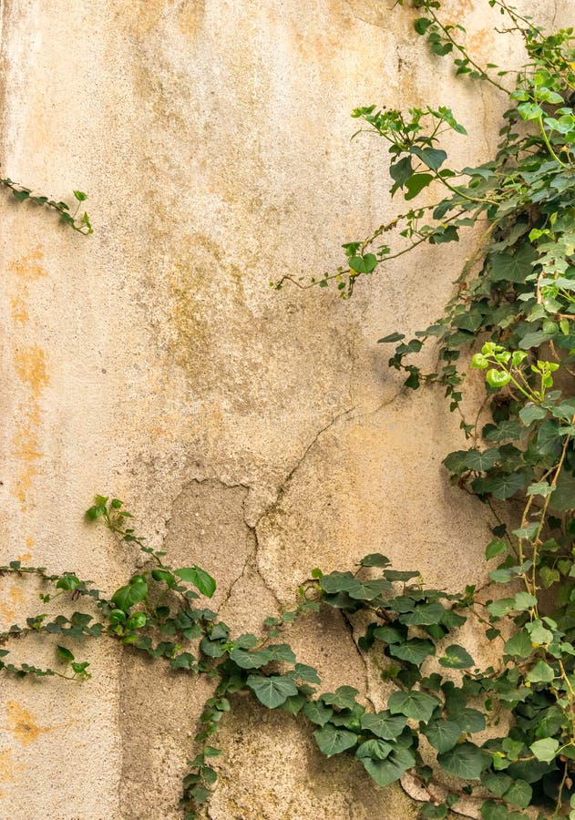 The Green Creeper Plant on Old House Wall Stock Image Image of