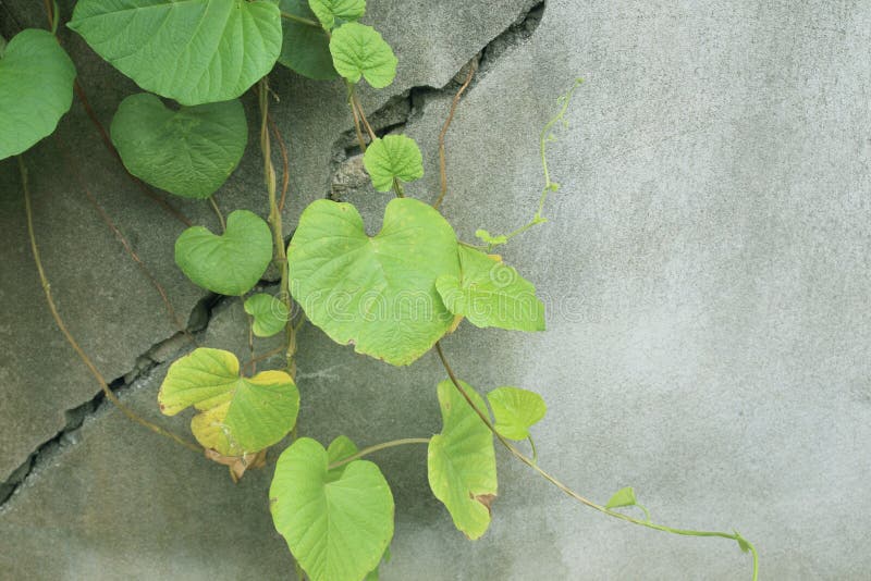 The Green Creeper Plant on Old Wall Stock Photo Image of facing
