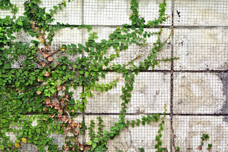 The Green Creeper Plant On Wall Background Stock Photo Image of