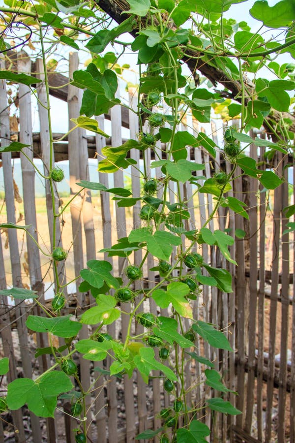 Green Creeper Plant stock photo. Image of building, bamboo 72691122