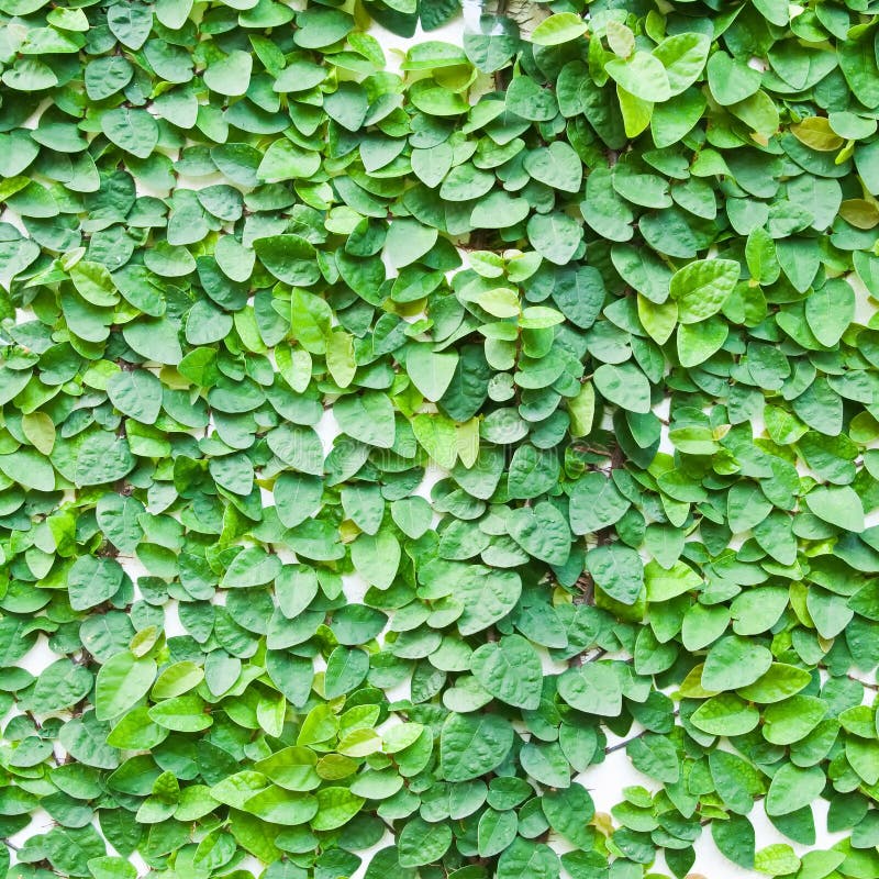 The Green Creeper Plant on the Wall Stock Image - Image of tree ...