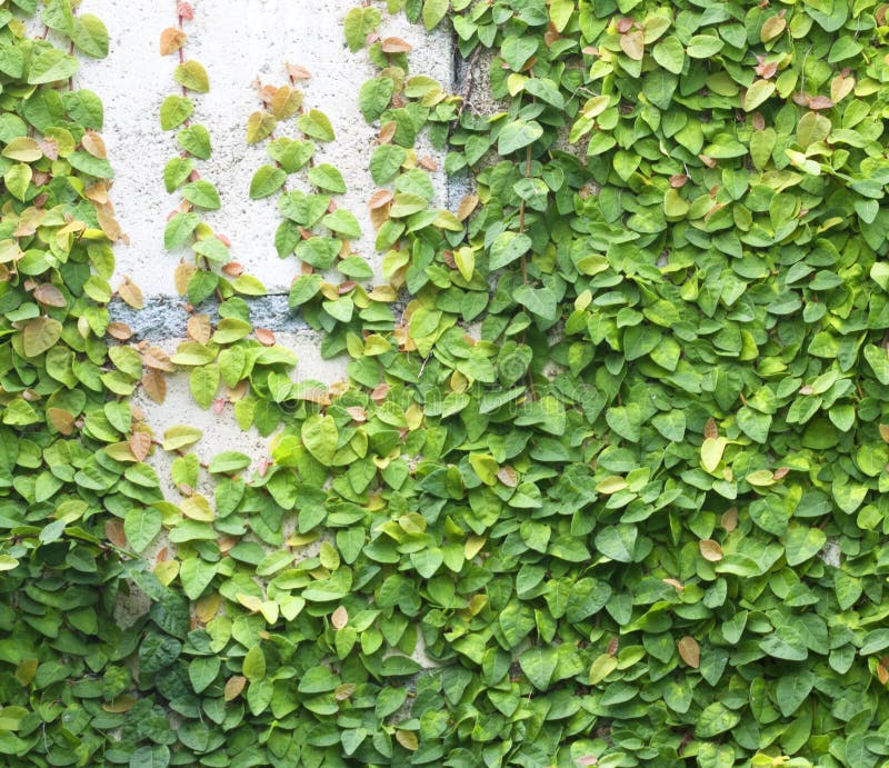 Green Creeper stock photo. Image of house, bush, park - 34843300