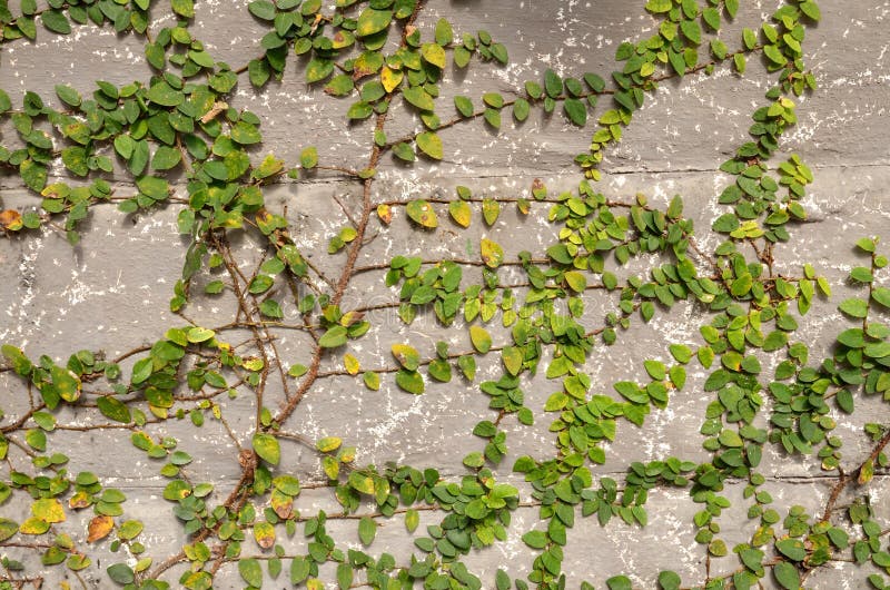 Green creeper plant stock photo. Image of grow, creeper 26535040