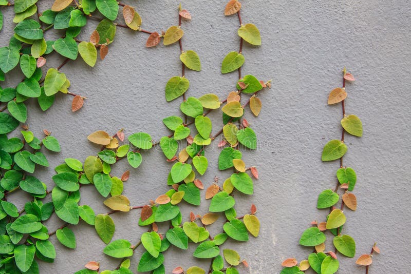 The Green Creeper Plant stock image. Image of building 76980637