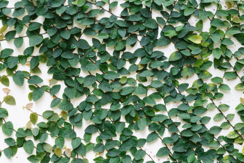 The Green Creeper Plant On The Wall Background Stock Image Image of