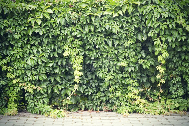 Green creeper plant stock photo. Image of floral, garden 58086262