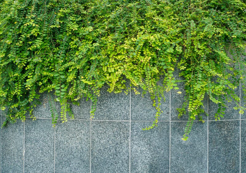 Green Creeper Plant Wall Stock Photos Download 12,396 Royalty Free Photos
