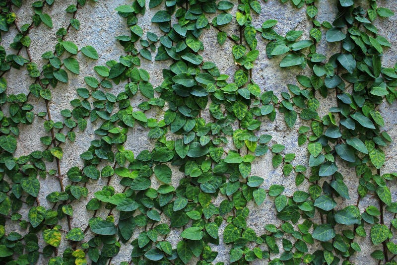 Green Creeper Plant on Wall Stock Image - Image of wall, floral: 88738087