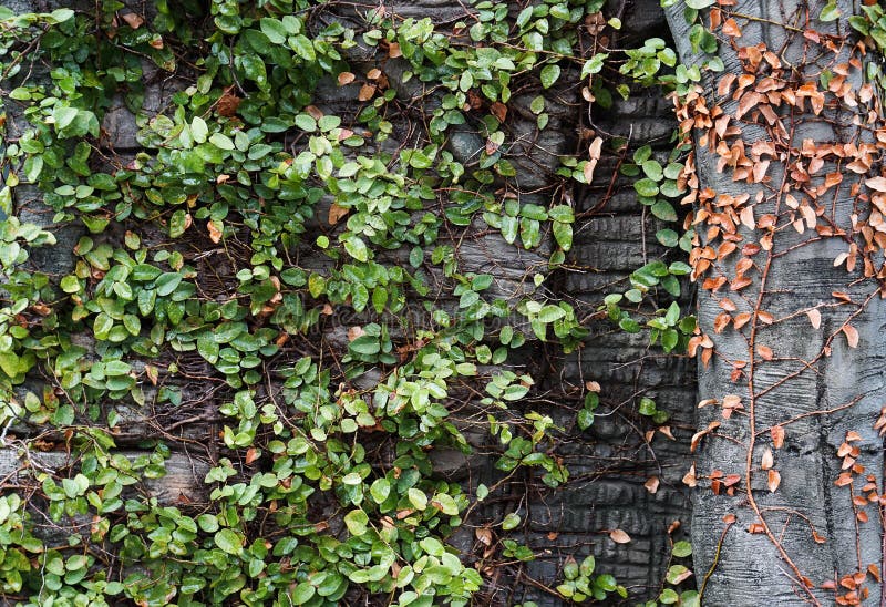 Green Creeper Plant on Wall Stock Photo Image of botany, flora 91488980
