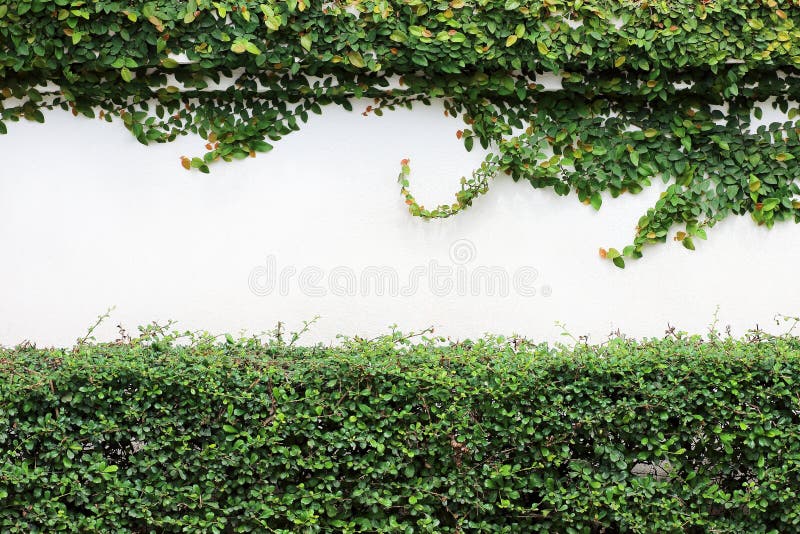 The Green Creeper Plant on White Wall Stock Image Image of green, life 152444863