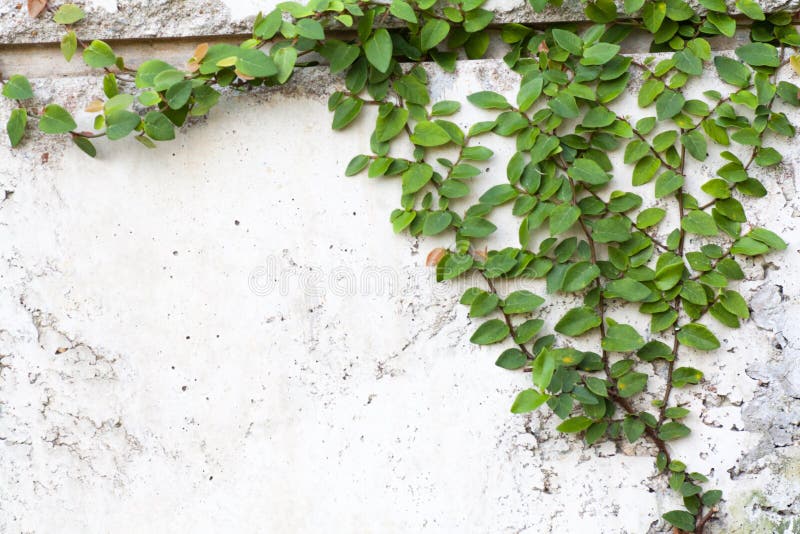 The Green Creeper Plant on a White Wall Background Stock Photo Image of green, antique 50557450