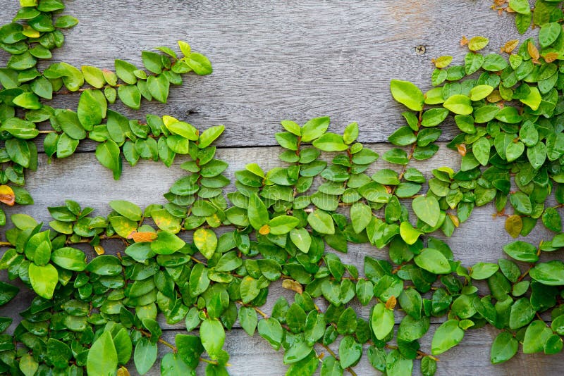 The Green Creeper Plant Frame Stock Photo - Image of botany, decorative ...