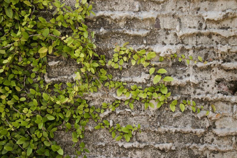 Green Creeping Fig Ivy on Gray Brick Wall with Weeping Mortar Wide View ...