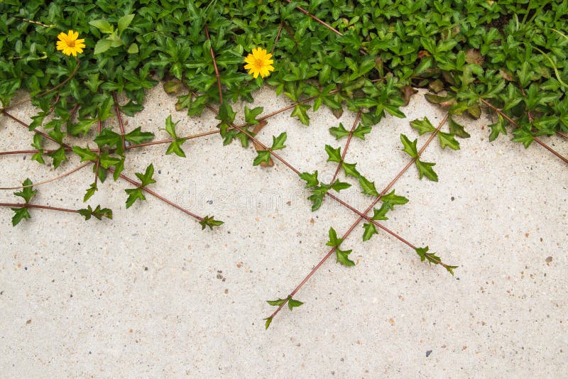 Green creeping plant with yellow flower on concrete background