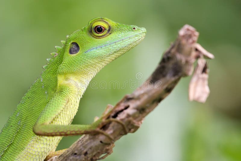 Green crested Lizard 2