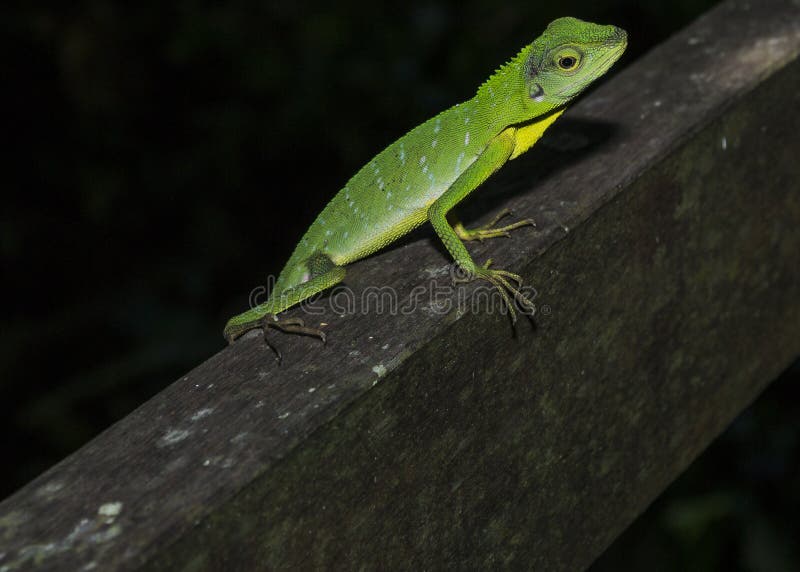 A green crested lizard rests on a wooden pillar in Borneo, Sarawak, Malaysia. A green crested lizard rests on a wooden pillar in Borneo, Malaysia royalty free stock images A green crested lizard rests on a wooden pillar in Borneo, Sarawak, Malaysia. A green crested lizard rests on a wooden pillar in Borneo, Malaysia royalty free stock images