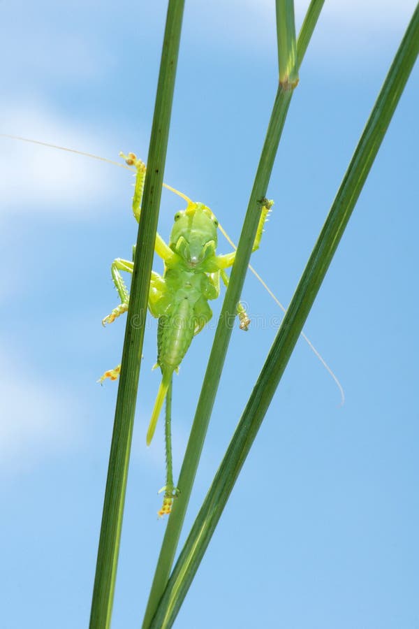 Green cricket stock photo. Image of green, nature, close 42414146