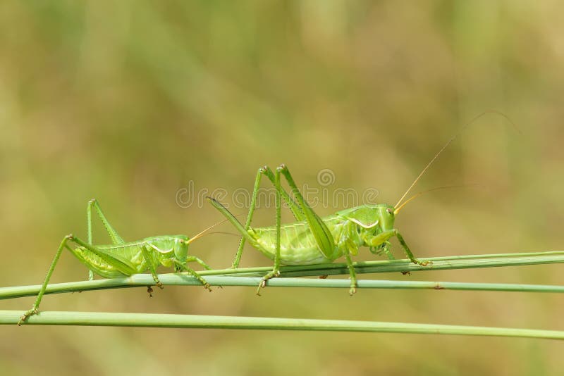 Green crickets stock image. Image of wild, feeler, insects 42215727