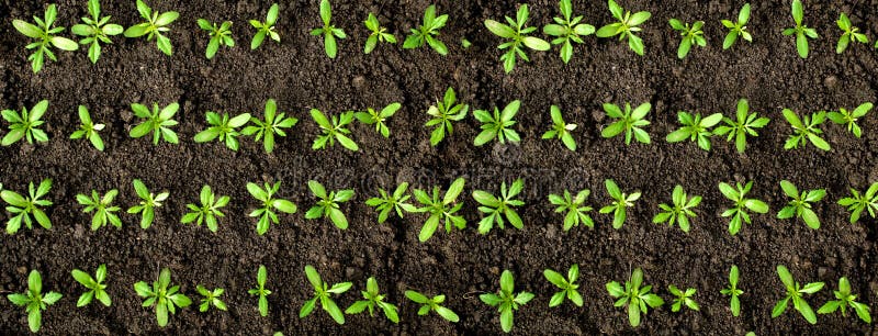 Green crops