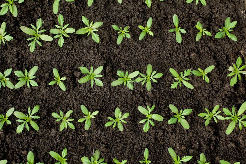 Green crops