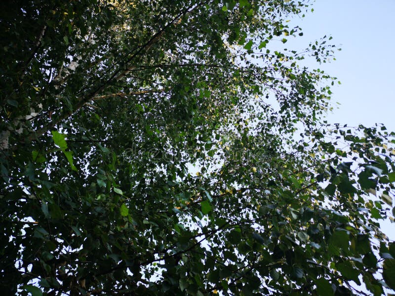 Green crown trees view from below into the sky. Green crown of trees against the sky stock photos