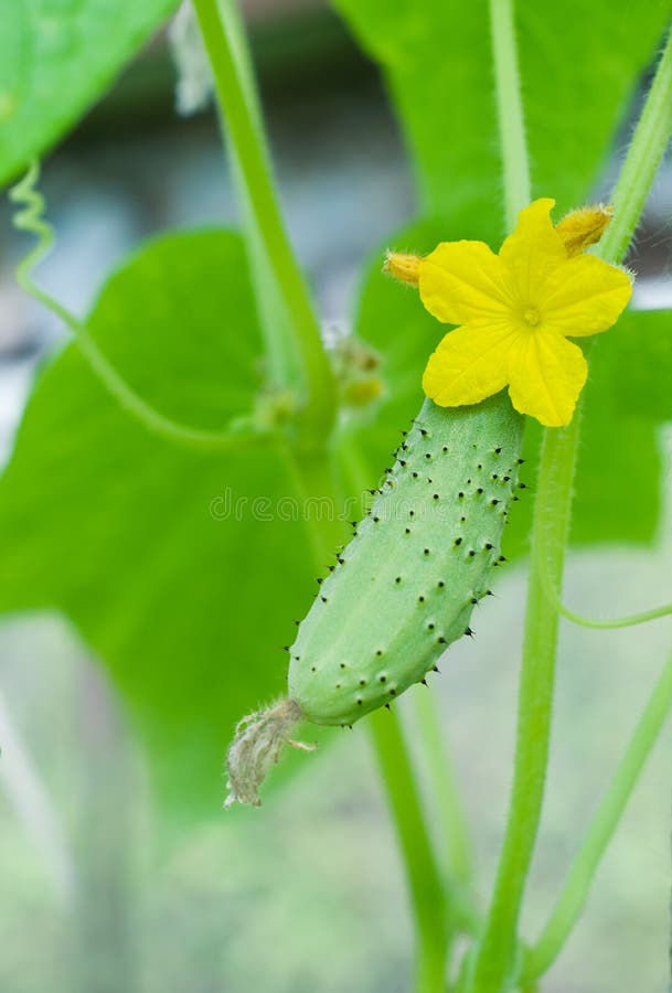 Green cucumber and bloom royalty free stock photography