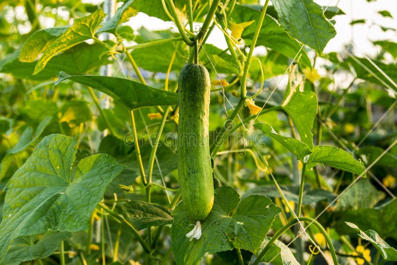 Green cucumber in field royalty free stock photos