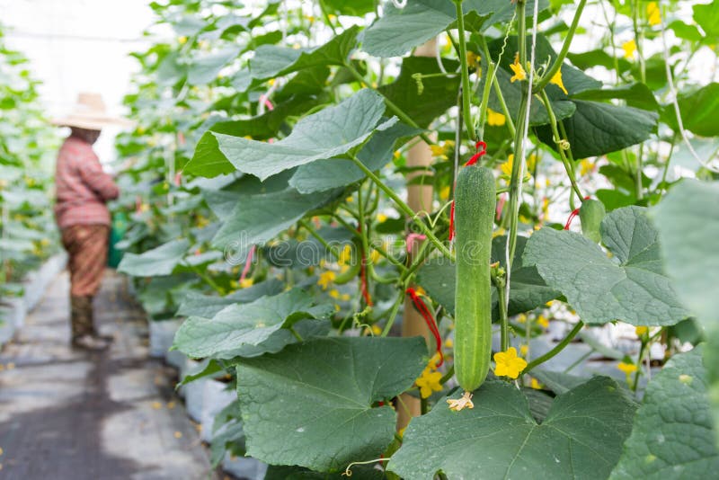 Green cucumber in greenhouse royalty free stock image