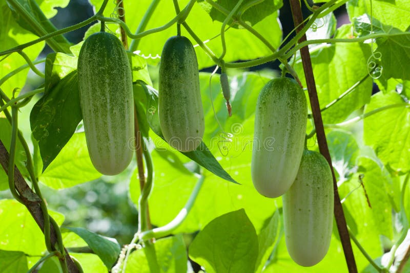 Green cucumber growing in the garden