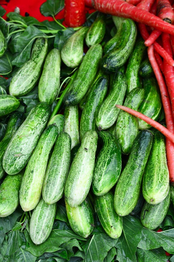 Indian VegetableGreen Cucumber Stock Image Image of ingredient