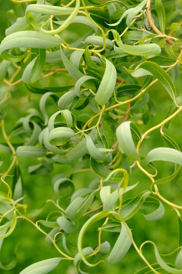 Green Curly Willow Leaves stock image. Image of foliage 34698623
