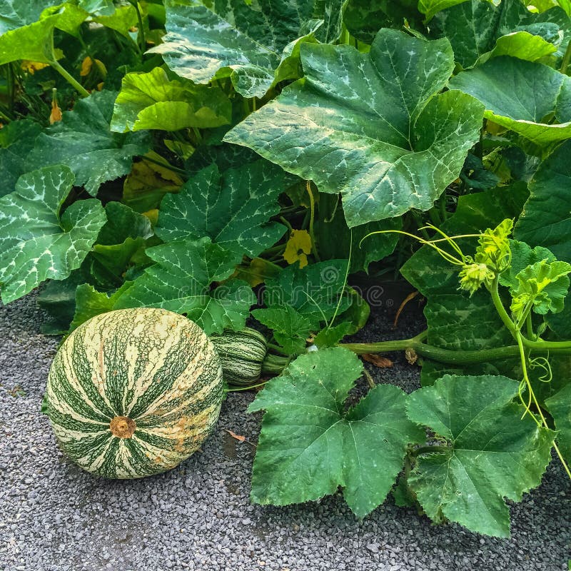 green squash green squash