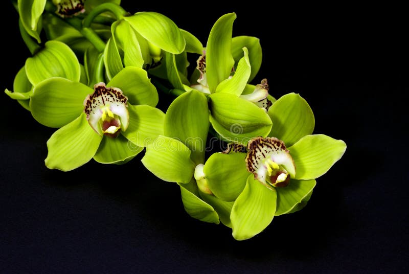 Green Orchid