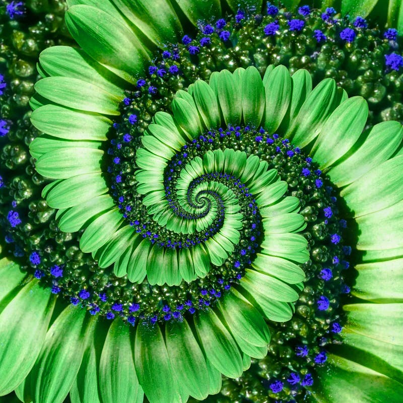 Green daisy flower spiral abstract fractal effect pattern background. Green navy flower spiral abstract pattern fractal. Incredibl stock image