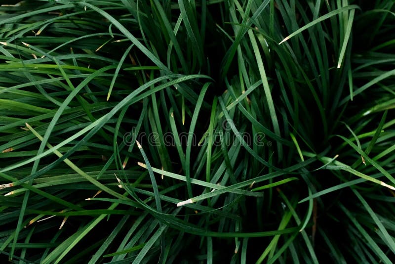 Green dark grass texture background stock image