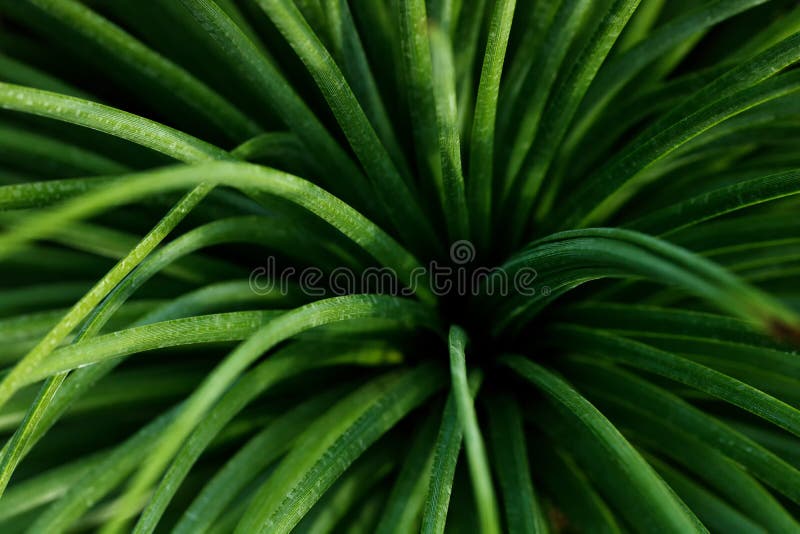 Green dark grass texture background royalty free stock photo