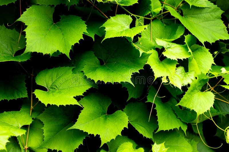 Green Dark Vine Background. Beautiful Grape Leaves. General Ivy Texture Stock Photo Image of