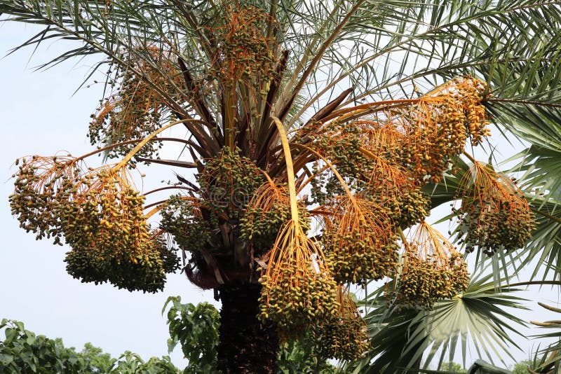 A green date tree with huge date fruit.