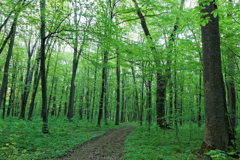 Green deciduous forest on a sunny day