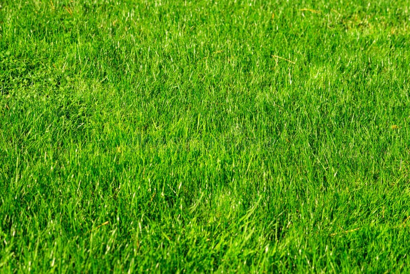 Green decorative garden. Neutral landscape with a green field. Landscape park. stock images Green decorative garden. Neutral landscape with a green field. Landscape park. stock images