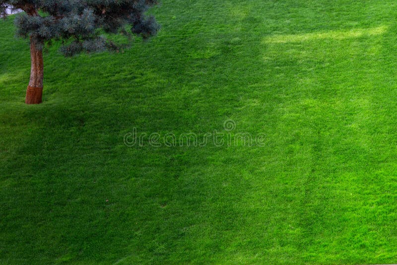 Green decorative garden. Neutral landscape with a green field. Landscape park. royalty free stock photography Green decorative garden. Neutral landscape with a green field. Landscape park. royalty free stock photography
