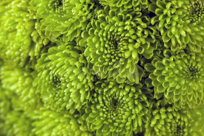 Green Decorative Plant with Small Leaves Stock Photo Image of