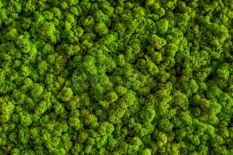 Green decorative soft moss for interior decoration