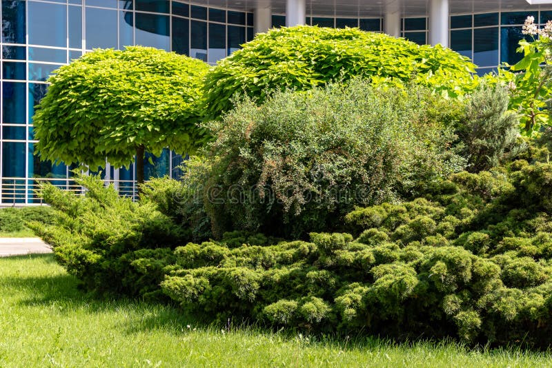 Green decorative tree with a round crown on the background of an office building with blue window reflection mirroring glass.