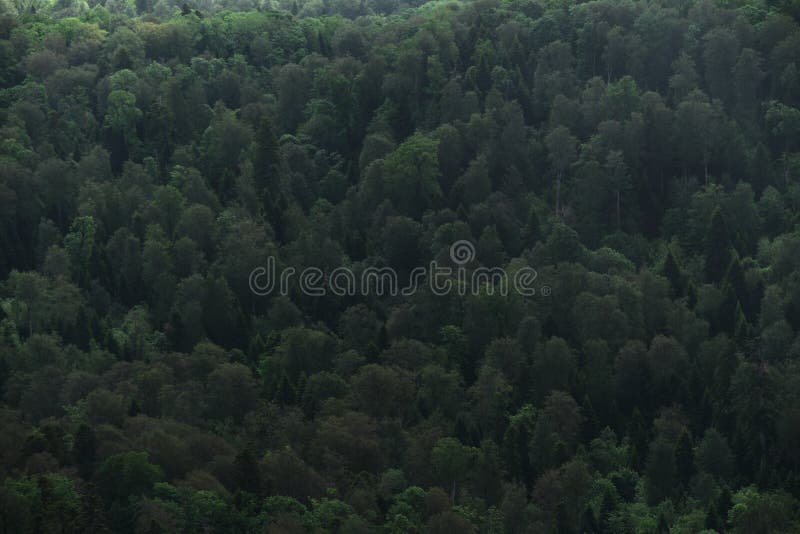 Green Dense Summer Forest Top View Beautiful Screensaver Of Coniferous