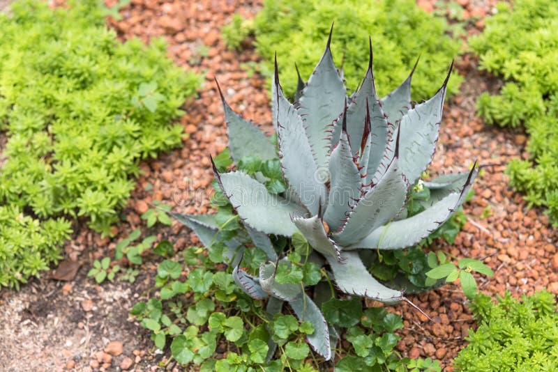 Green Desert Plant in Desert Garden Stock Image Image of garden, view 76515201