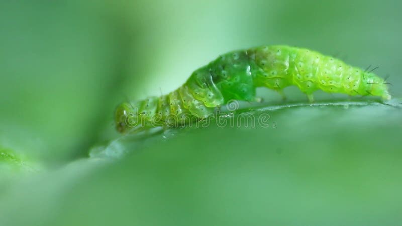 Green Diamondback Moth crawling.