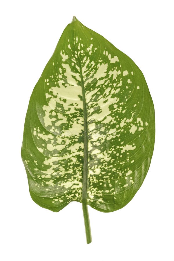 Green dieffenbachia leaf, dumb cane, containing white spots and flecks. Tropical foliage isolated on white background royalty free stock photos Green dieffenbachia leaf, dumb cane, containing white spots and flecks. Tropical foliage isolated on white background royalty free stock photos